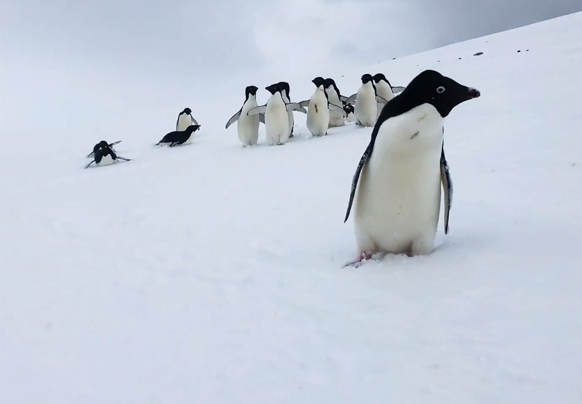 Des drones automatisés pour compter les manchots en Antarctique