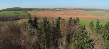 dji fpv trees
