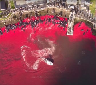 sea shepherd feroe dji mini 2 01a