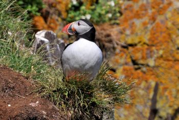 reglementation islande aout 2921 15