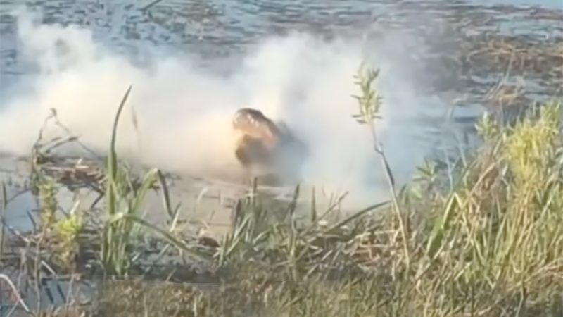L’alligator, le drone et l’humain