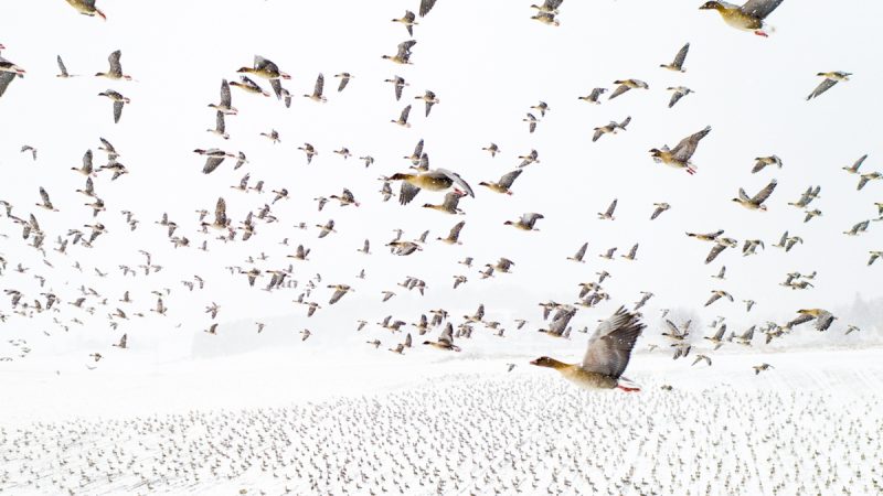 Drone Photo Awards 2021 : les photos de l’année