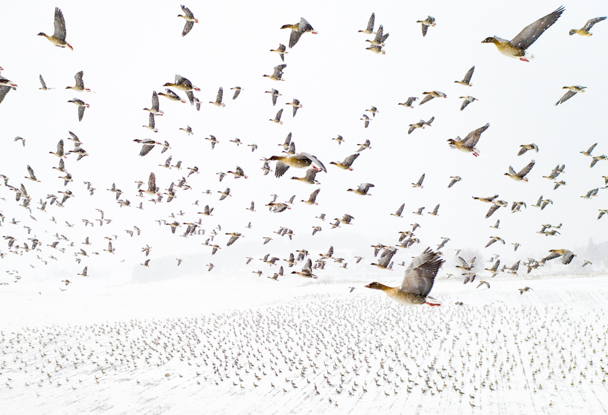 Drone Photo Awards 2021 : les photos de l’année