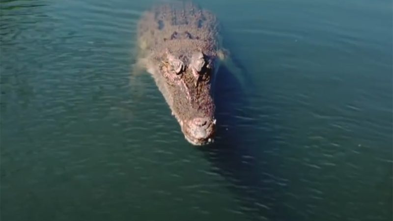 Le drone et le crocodile, deuxième édition