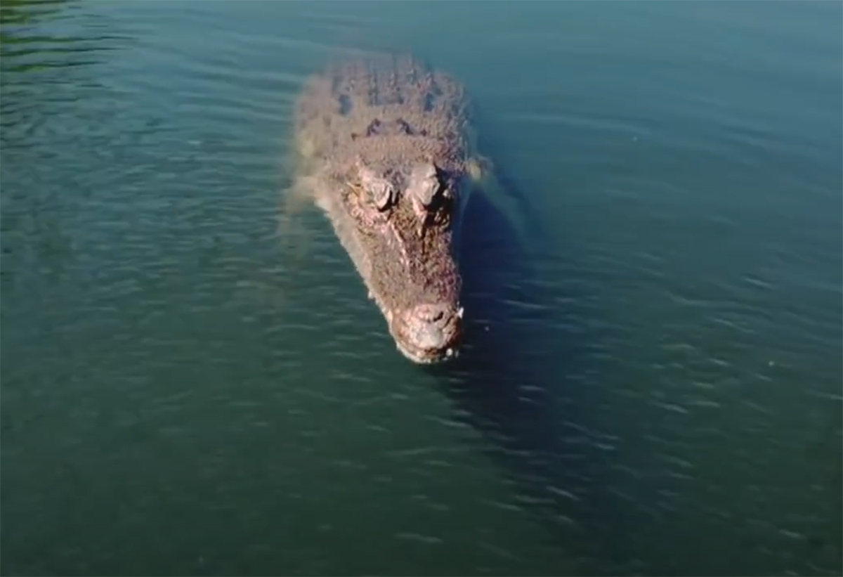 Le drone et le crocodile, deuxième édition