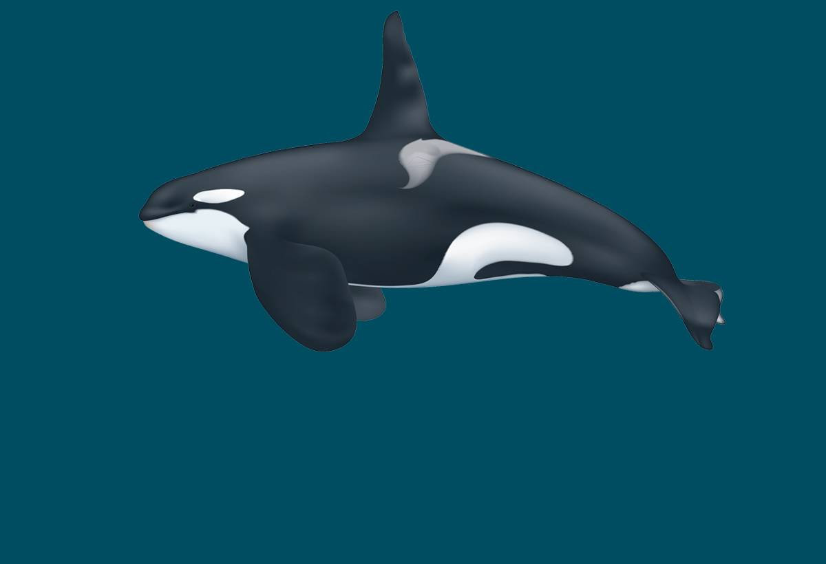 Sauvetage de l’orque dans la Seine : un drone à la rescousse