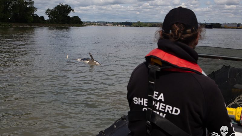 Sauvetage de l’orque dans la Seine : l’animal n’a pas survécu