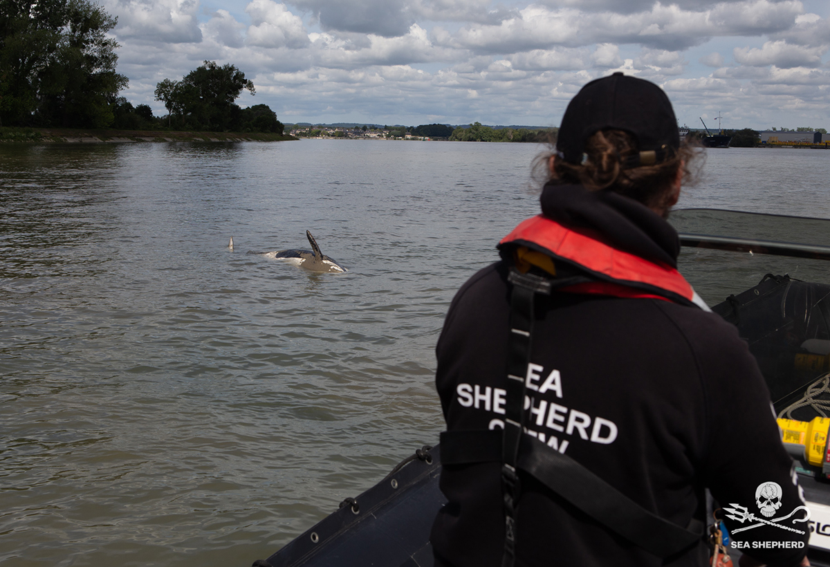 Sauvetage de l’orque dans la Seine : l’animal n’a pas survécu