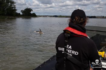 Sauvetage de l’orque dans la Seine : l’animal n’a pas survécu 1 orque seashepherd 01
