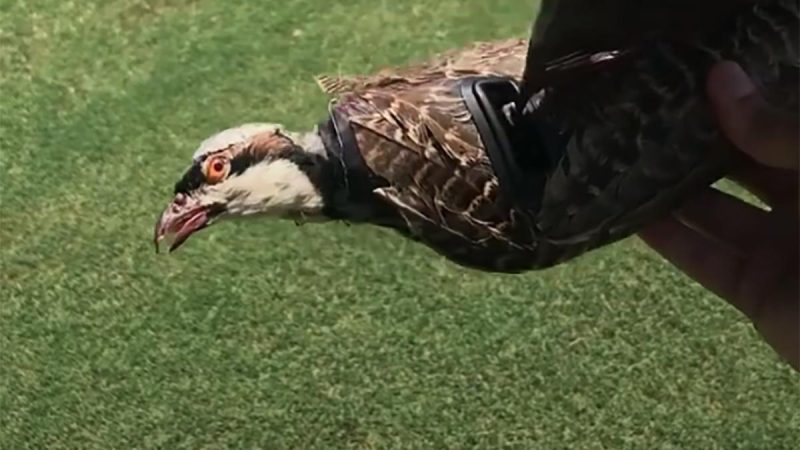 Recherche universitaire : utiliser des oiseaux morts pour en faire des drones