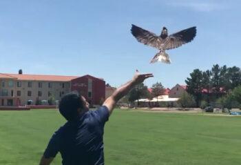 oiseaux morts drones 01