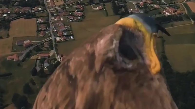 Stéphane Couchoud : l’Insta360 GO 3 à dos d’aigle (avec du slowmo dedans)