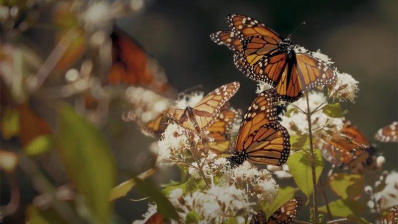 Mexique : des drones Mavic 3M et Matrice 300 RTK L1 de DJI au chevet des papillons Monarch