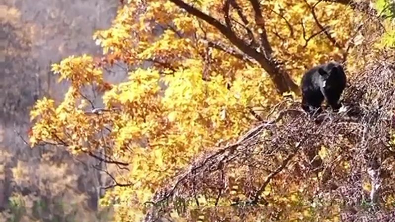 USA : le drone et l’ours (et le « Touron »)