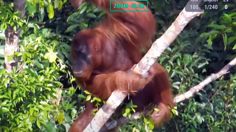 DJI et la préservation des orangs-outangs à Bornéo, avec un M30T