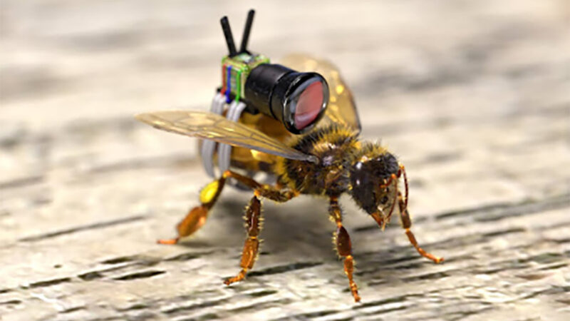 Une caméra sur une abeille dans la vidéo « Camera on a BEE! » de Corridor