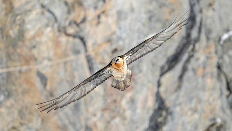 « Vols de drones et rapaces », un webinaire organisé par Clearance, le parc national des Pyrénées et la LPO, le 24 septembre 2024