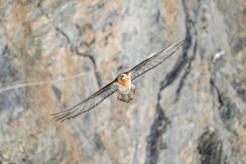 « Vols de drones et rapaces », un webinaire organisé par Clearance, le parc national des Pyrénées et la LPO, le 24 septembre 2024 4 clearance lpo pnp drones rapaces 02