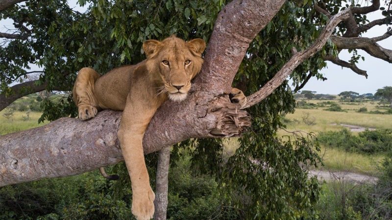 DJI, la Zenmuse H30T et les lions en Afrique