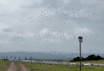elon musk essaim drones 00