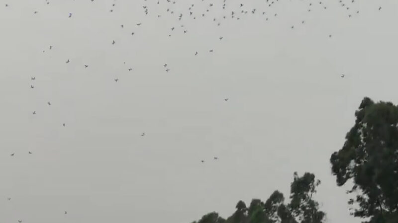 Chine : un show de drones interrompu par le crash de plusieurs centaines d’appareils
