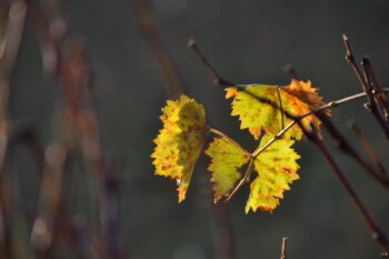 Pulvérisation phytosanitaire