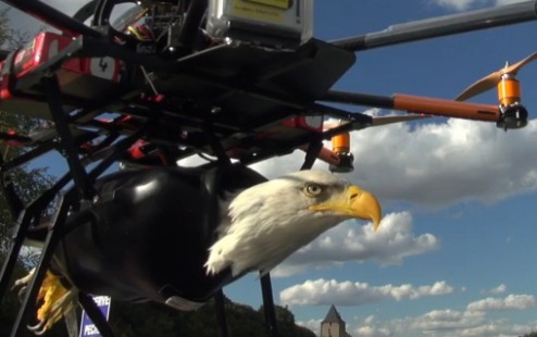 Aigle et drone !
