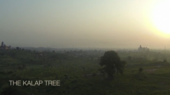 Drones, arbres et tour du monde !